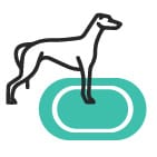 Greyhound